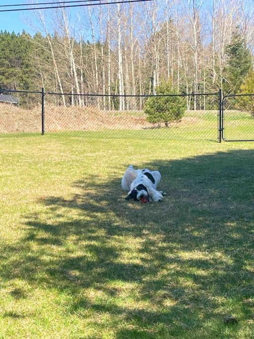 Private Cottage With Huge Private Dog Park! Barrys Bay Exterior photo
